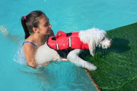 Hund Pool