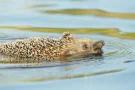 Igel Wasser