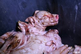Ferkel in der Tonne