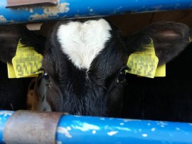 Tiertransport 1