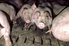 Schweine auf Vollspaltenboden