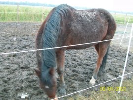 Pferd 1