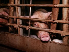 Schwein im Kastenstand