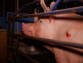 Verletztes Schwein