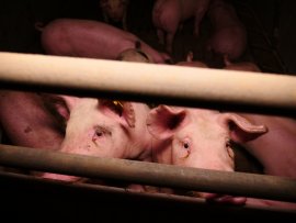 Schwein auf Vollspaltenboden