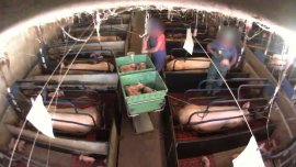 Arbeiter:innen bearbeiten Ferkel.