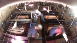 Arbeiter:innen schleifen die Zähne der Ferkel ab.
