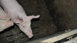 Schwein von oben auf Vollspaltenboden