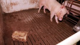 Eber mit Blechcontainer auf Vollspaltenboden