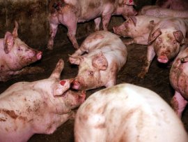 Verletzte Schweine auf Vollspaltenboden