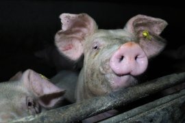 Schweine in dunkler Bucht
