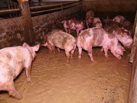 Schweine 1