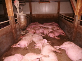 Schweine 2
