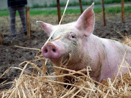 Schwein im Stroh im Freien