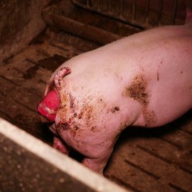 Schwein, dessen Darm offen aus dem After hängt.