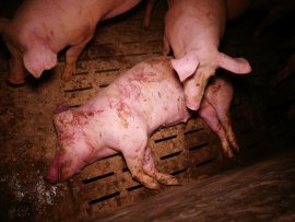Ein totes Schwein liegt mitten zwischen den anderen Tieren