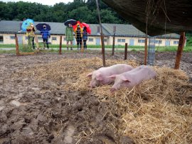 Schweine schlafen auf Stroh