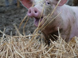 Schweinchen