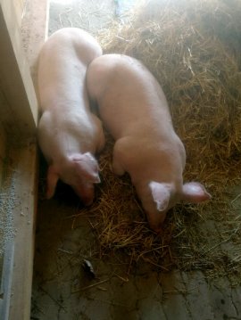 Schweine im Stroh