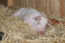 Schwein im Stroh