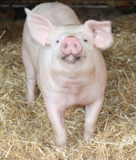 Schwein lieb