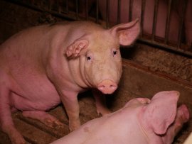 Schweine auf Vollspaltenboden