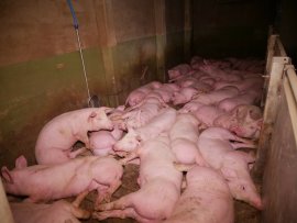 Schweine auf Vollspaltenboden