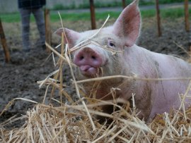 Schwein mit Stroh 1