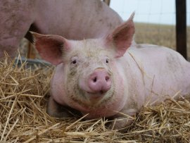 Schwein mit Stroh 2