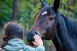 Pferd und Mensch