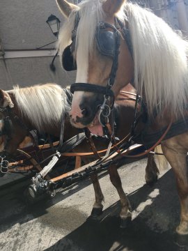 Fiakerpferd