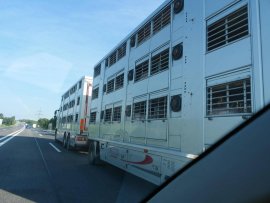 Tiertransport 3