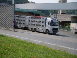 Schweine auf Vollspaltenboden