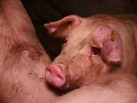 Schweinchen
