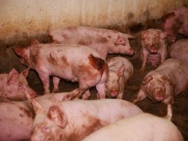 Schweine auf Vollspaltenboden