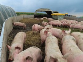 Schweine 2