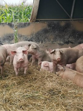 Schweine 4