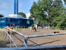 Ponys in der Sonne