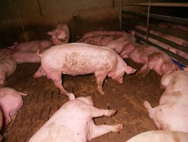 Schweine auf Vollspaltenboden