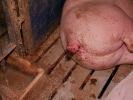 Schwein mit abgebissenem Schwanz