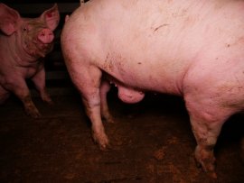Schwein mit Eingeweidebruch