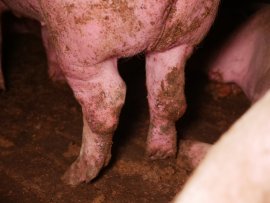 Schwein mit entzündeten Gelenken.