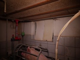 Schwein im Kastenstand