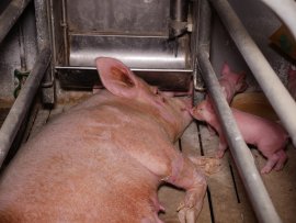 Schweinemutter mit Ferkel