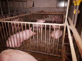 Schweine
