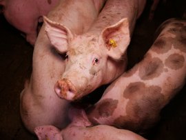 Schweine auf Vollspaltenboden 1