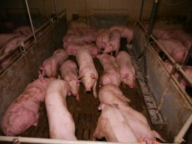 Schweine auf Vollspaltenboden 2