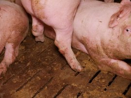 Schweine auf Vollspaltenboden 3