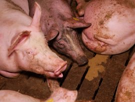 Schweine auf Vollspaltenboden 4