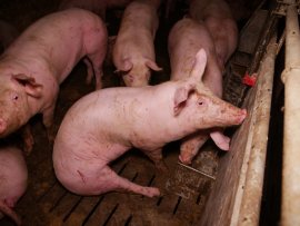 Schweine auf Vollspaltenboden